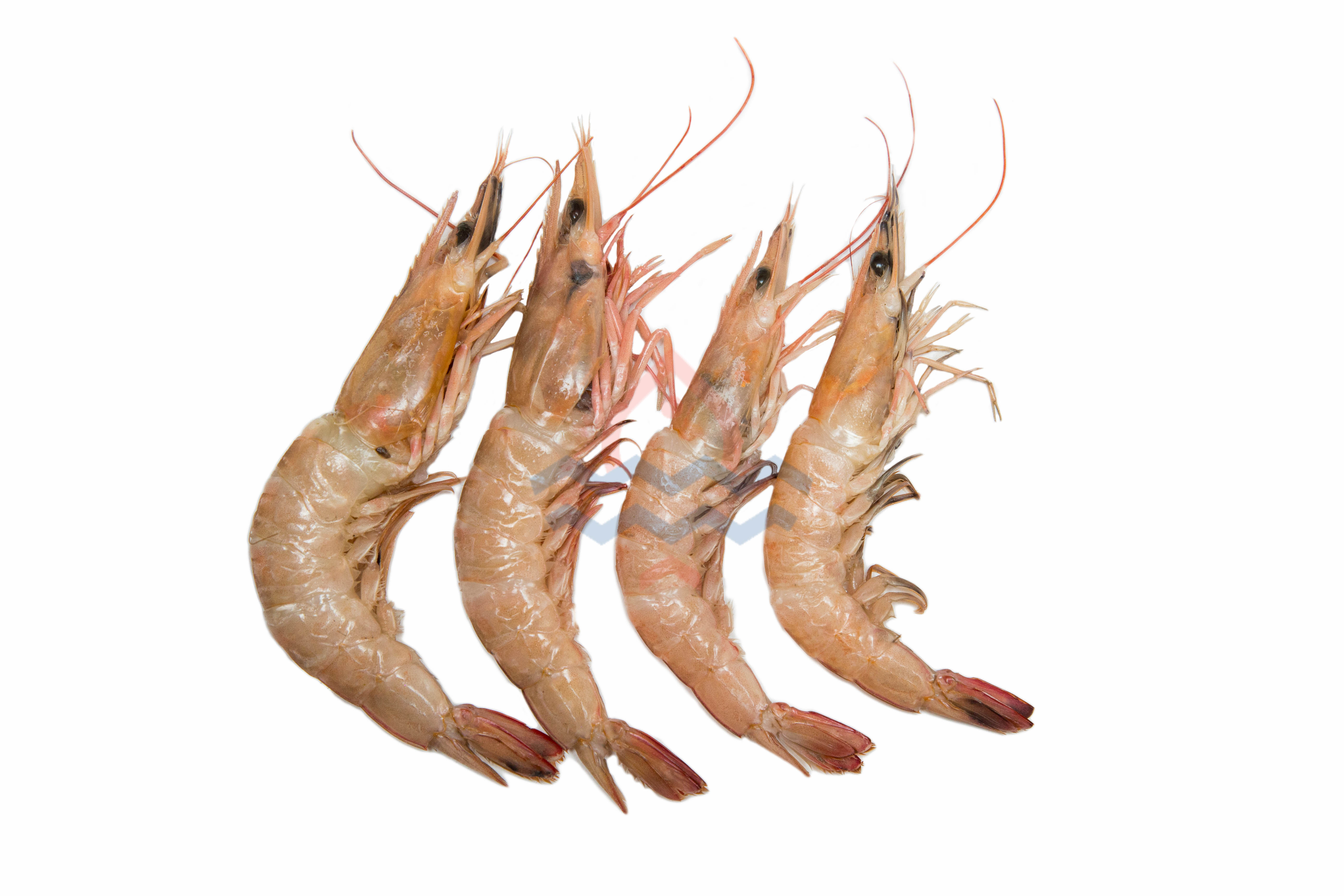 Prawns (कोळंबी) from Fishtokri (9220200100)