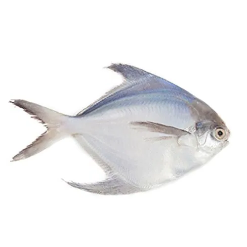 Pomfret (पापलेट) from Fishtokri (9220200100)