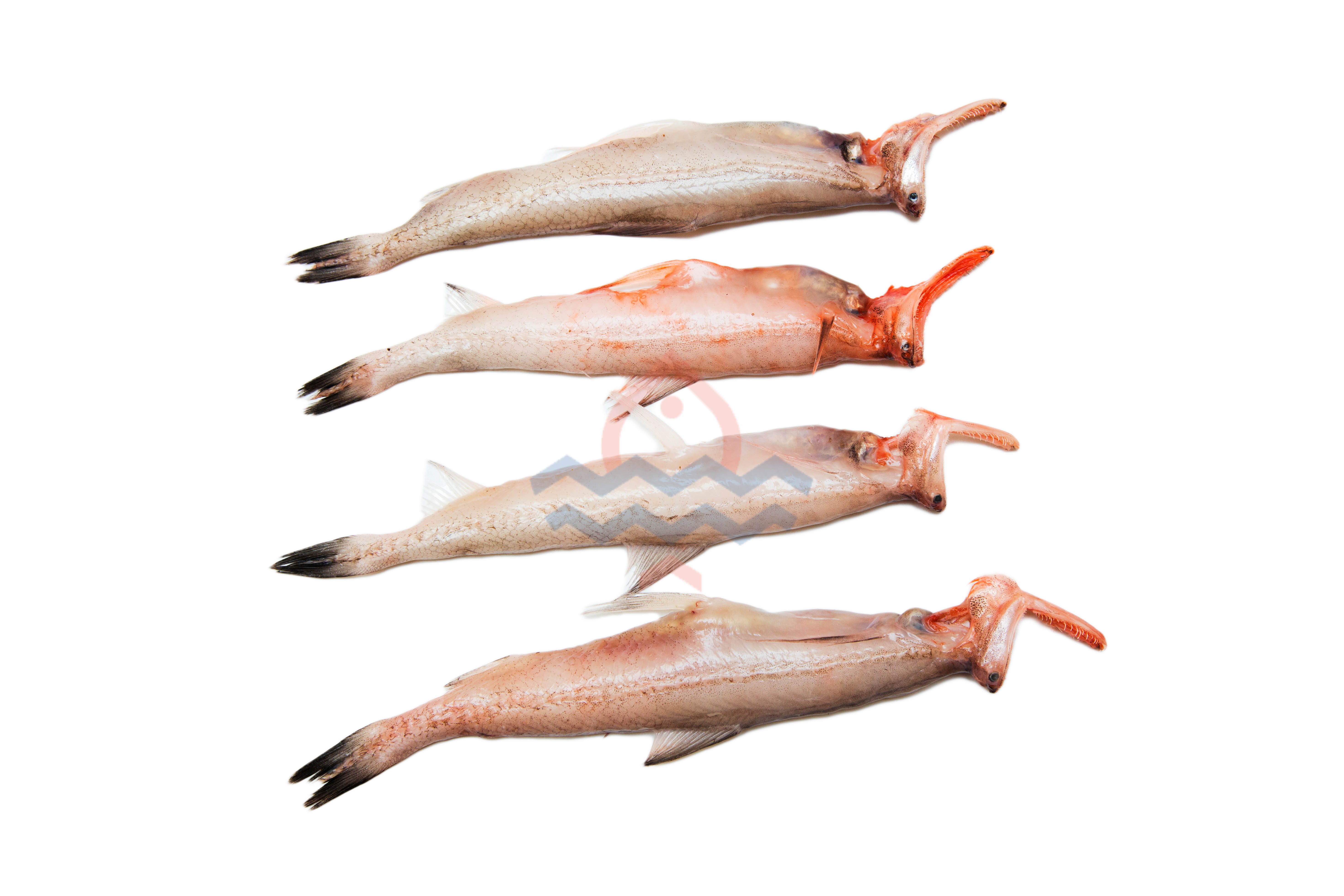 Bombil (Bombay Duck) (बोंबील) from Fishtokri (9220200100)