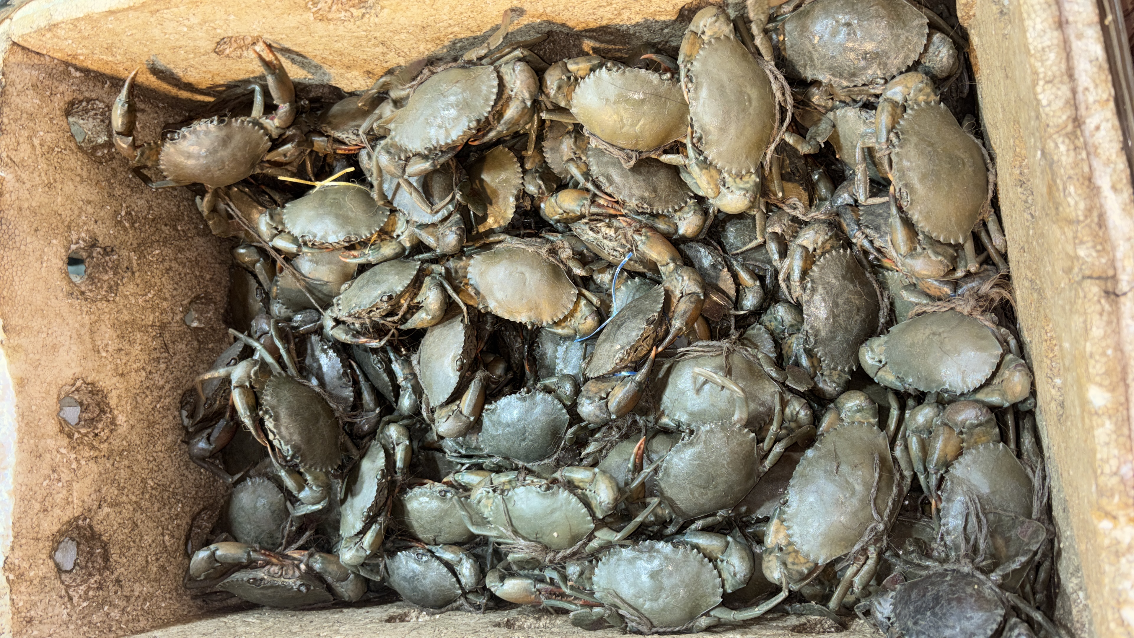 Crab (खेकडा) from The fishy spot