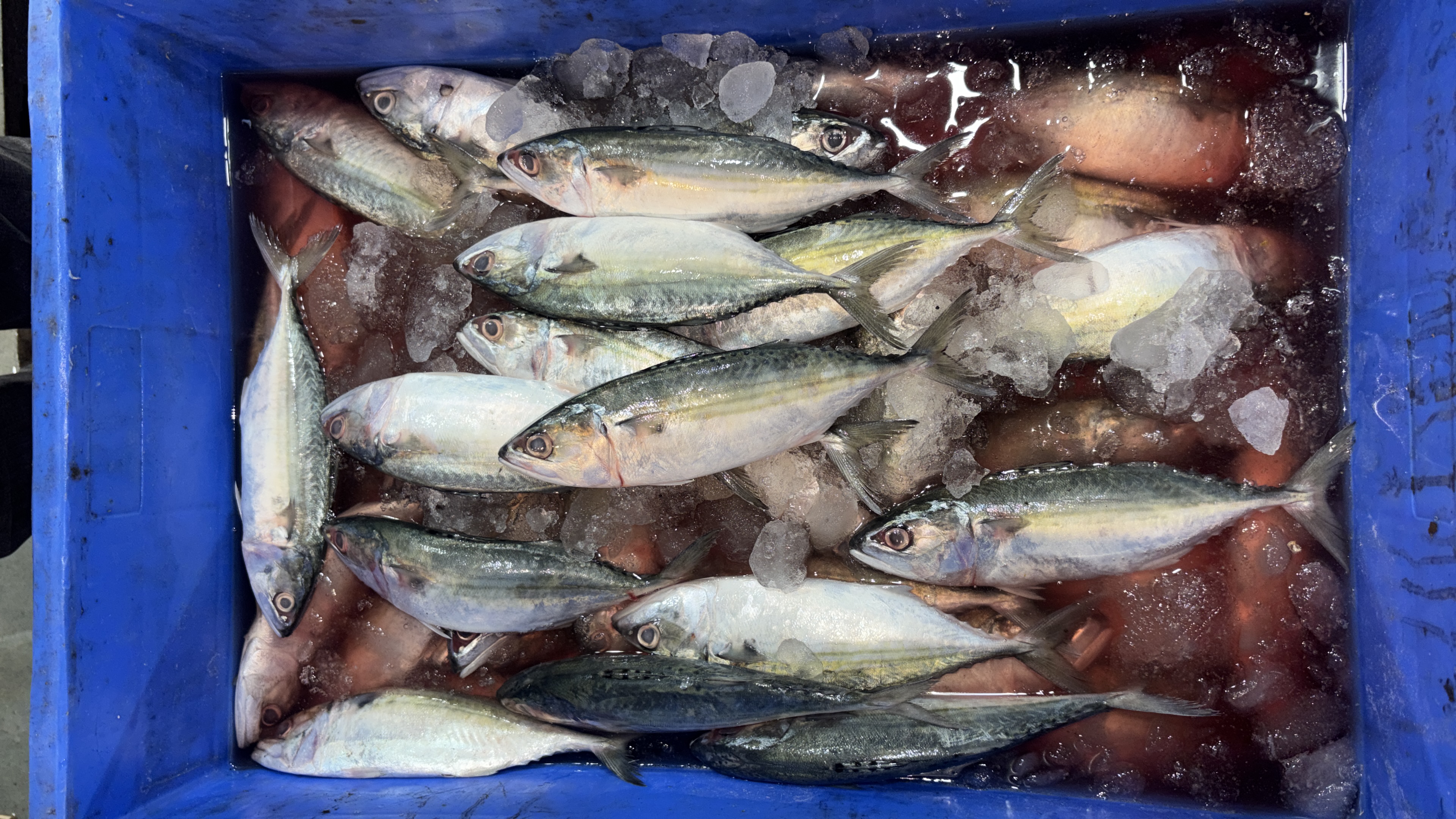 Bangda (Mackerel) (बांगडा) from The fishy spot