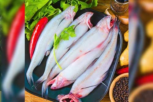 Bombil (Bombay Duck) (बोंबील) from Ocean Lover Fish