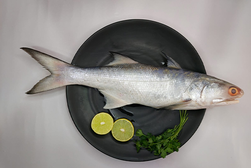 Rawas (Indian Salmon) (रावस) from Ocean Lover Fish