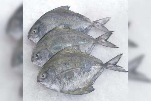 Halwa (Black Pomfret) (हलवा) from Ocean Lover Fish