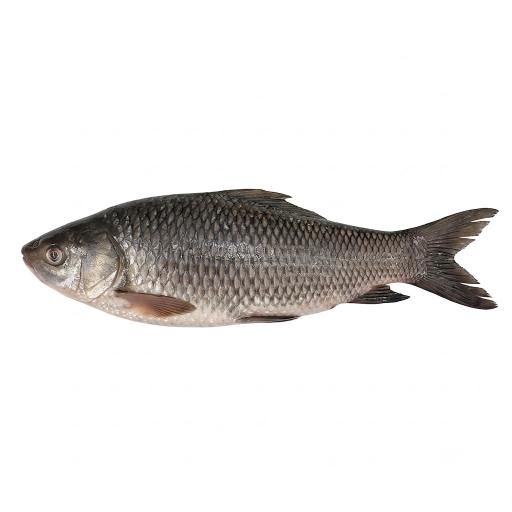 Rohu (रोहू) from Fishtokri